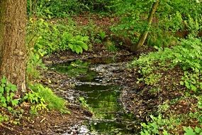 water in the thickets of green forest