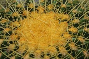 Yellow and green cactus