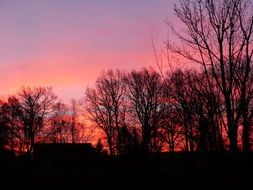 landscape of pink sunset over the silhouettes of trees