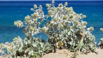 Ammophilous Thorns