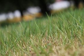 amazing Grass Nature