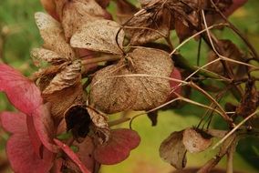 Closeup photo of Autumnal Hydrangea