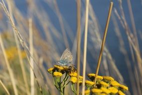 Butterfly and Bee