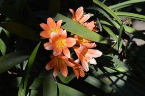 orange flowers in the sunlight