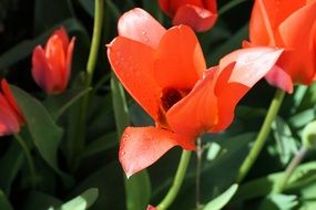 red expanding tulips