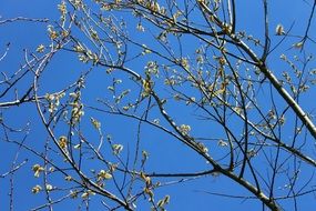 extraordinary Crown Branches