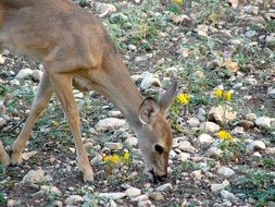 portrait of Yearling Deer pasturing in the Wildlife