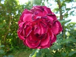 Flower Red Rose