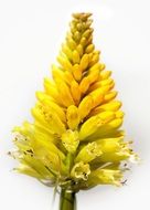 yellow flower on a white background