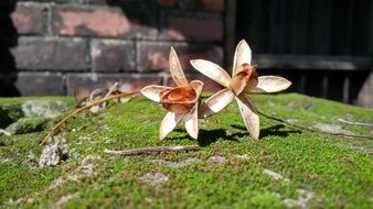 Seeds of Cedrela odorata, Spanish Cedar, on moss