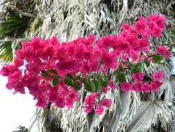 bright pink bougainvillea as decoration