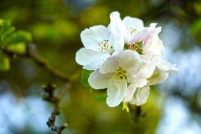 cherry blossom as a decoration of the garden