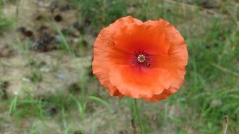 red flowering poppy top view