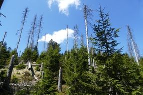 dead trees in the forest on a sunny day