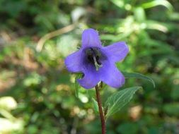 Close-up of the blue flower bell