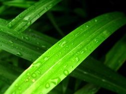 drops of water on long bright green leaves close-up