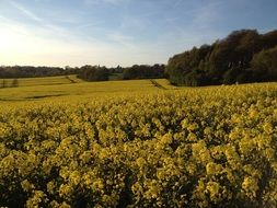 Rapeseed Field