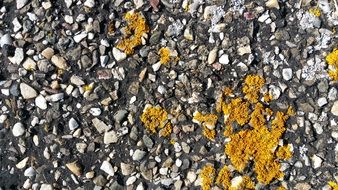 yellow formations on gray asphalt