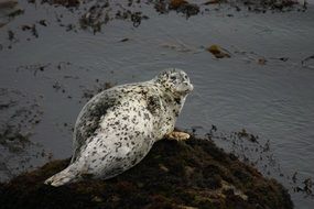 Ocean Seal, California