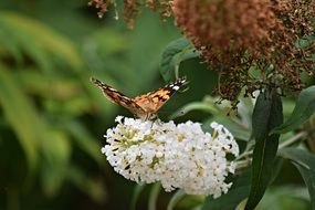 butterfly on a lush white inflorescence close-up