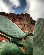 Cactus Nature Leaves