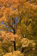 tree in bright golden foliage of autumn