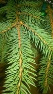 close up photo of green spruce branch