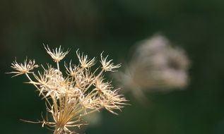 dry grass flower