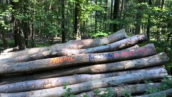 Woods timber in the forest
