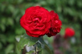two Red roses on one stem