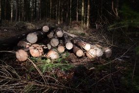 sawn tree trunks in the forest