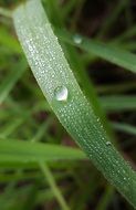 Macro photo of grass blade with a dew
