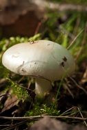 mushroom on a forest substrate close-up