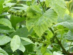 vine close up