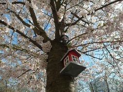 Birdhouse on a Cherry Tree