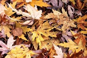maple leaves on the ground