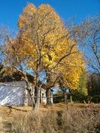 linden tree with autumn leaves near the cottage