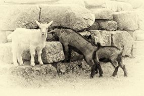 mountain goat babies