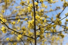 yellow fluffy flowers on a tree branch