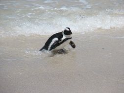 penguin on the beach by the ocean