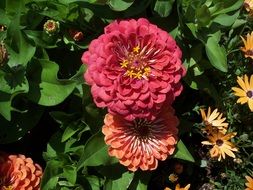 incredibly attractive Flower