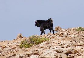 Goat Mountains
