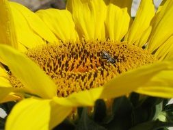 Close up photo of Bee on a sunflower
