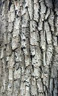 Tree Tree Trunk Trunk Bark Wood