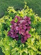 light green bush with purple flowers