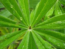 Drop Of Water on Green Leaves, Macro