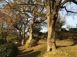 Trees in a park