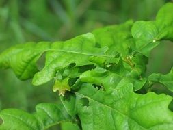 Foliage Green Leaf