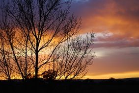 trees without leaves on sunset background