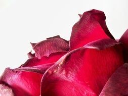 pink rose flower blossom on the white background